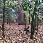 Chalet, 度假居 Wendorf (Kuhlen-Wendorf)