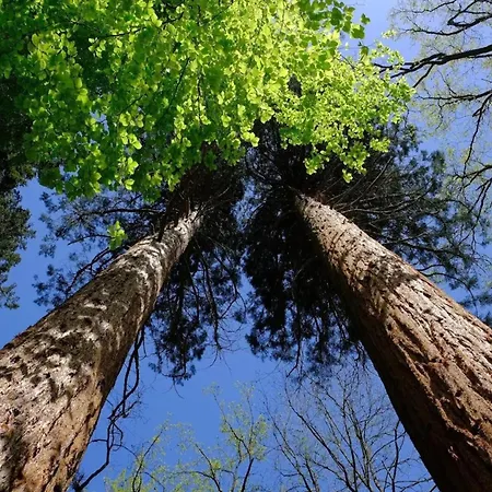 Сasa de vacaciones Chalet,